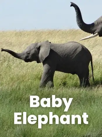 baby elephant