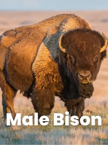 mature male bison