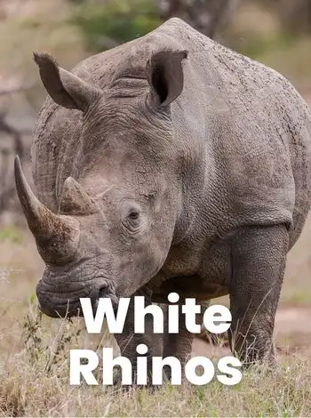 white rhinos 2 tonne