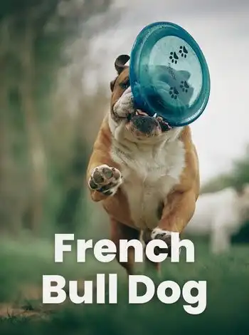 french bull dog