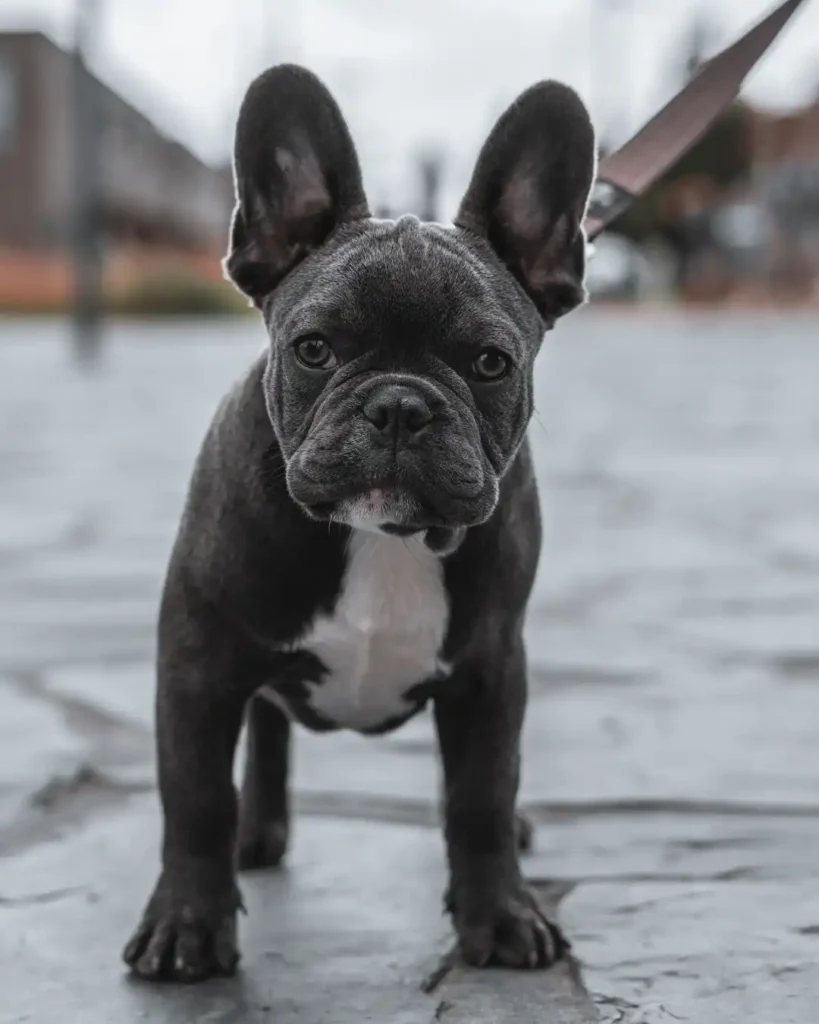 What Weighs 10kg? 11 Common things that Weigh 10Kg (10kilos to lbs) 10 bulldog