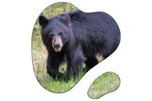What Weighs 300 Pounds? From Baby Elephants to Mattresses 16 Adult Black Bear