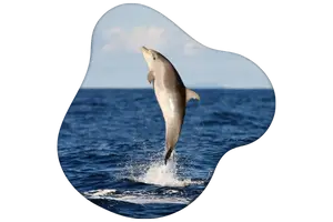 What Weighs 300 Pounds? From Baby Elephants to Mattresses 5 Bottlenose Dolphin