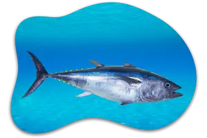 What Weighs 300 Pounds? From Baby Elephants to Mattresses 6 Southern Bluefin Tuna