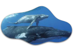 What Weighs 300 Pounds? From Baby Elephants to Mattresses 15 Whale Calves Certain Species