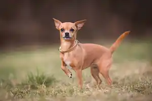 What Weighs 5 Pounds? 9 Everyday Objects that Weigh 5 lbs 10 Adult Chihuahua 5 pound 1