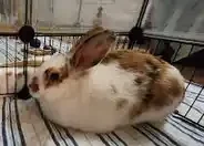 What Weighs 5 Pounds? 9 Everyday Objects that Weigh 5 lbs 14 domestic rabbit