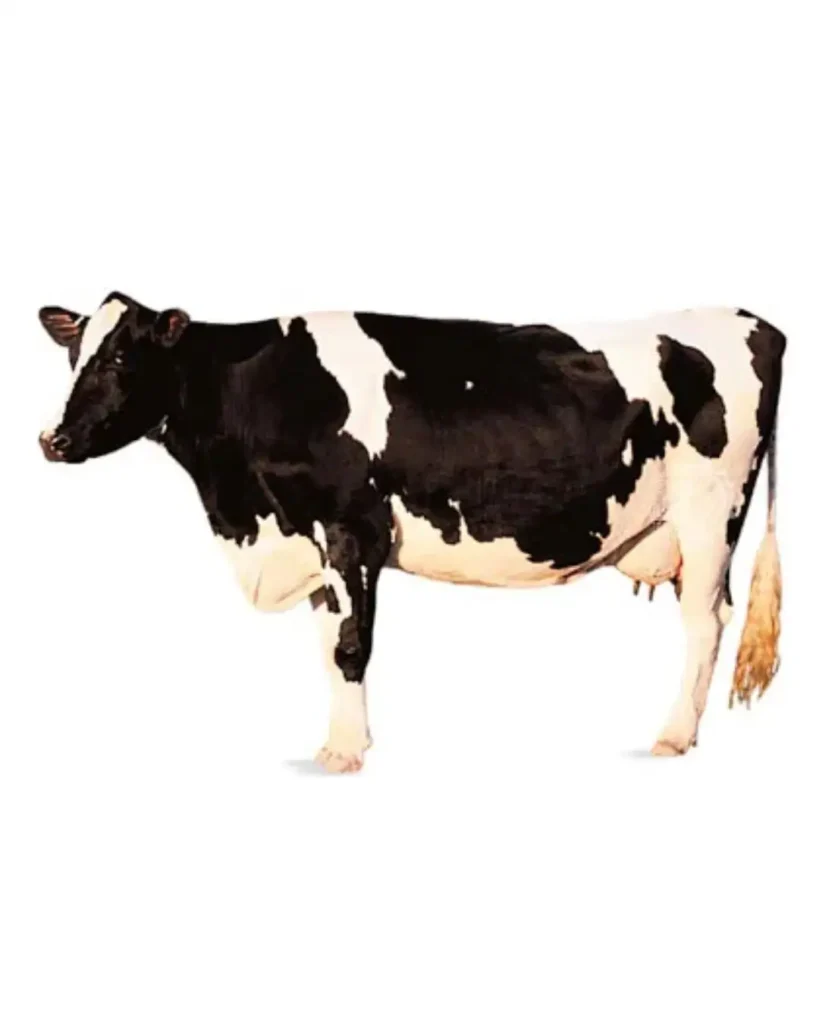 What Weighs 1 Ton? 11 Common Things That Weigh 1 Ton 8 Mature Holstein Dairy Cow of 2000 pounds