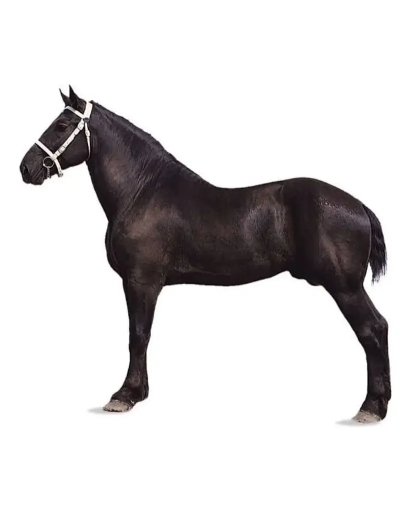 What Weighs 1 Ton? 11 Common Things That Weigh 1 Ton 9 Percheron Draft Horse around 1 ton weight